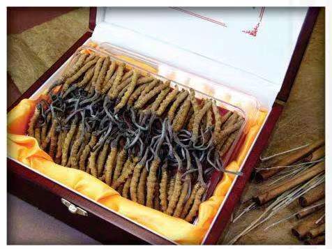 加乐镇冬虫夏草回收